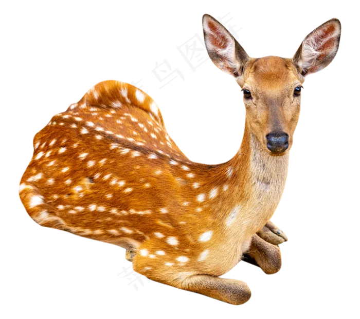 保护动物小鹿,免抠元素(2252*2000px 300 dpi )