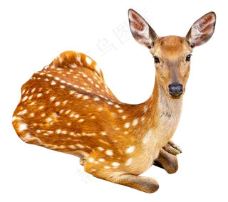 保护动物小鹿,免抠元素