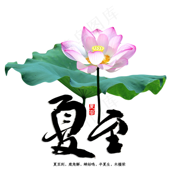 荷花莲花荷花池