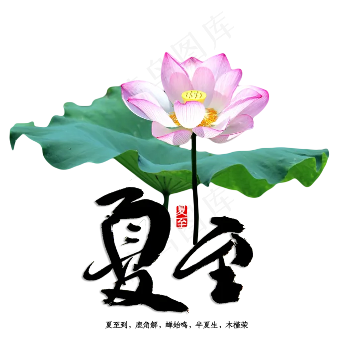 荷花莲花荷花池