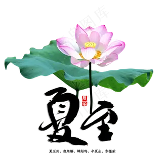 荷花莲花荷花池