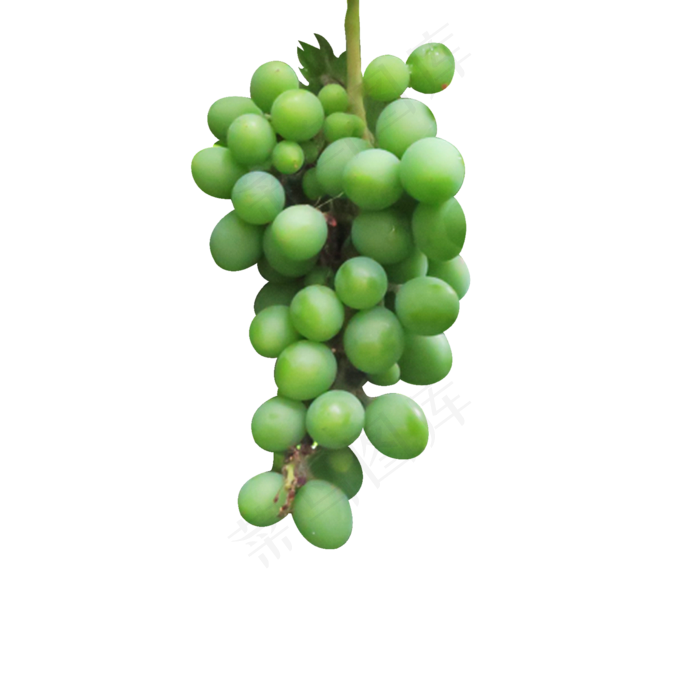 一串绿色葡萄(2000*2000px 300 dpi )