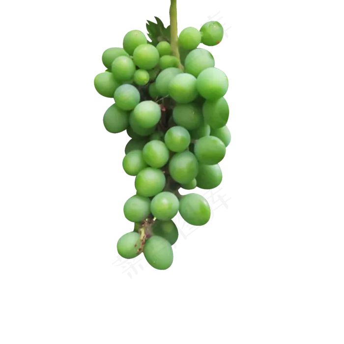 一串绿色葡萄(2000*2000px 300 dpi )