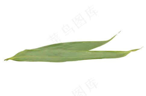 包粽子绿色粽叶