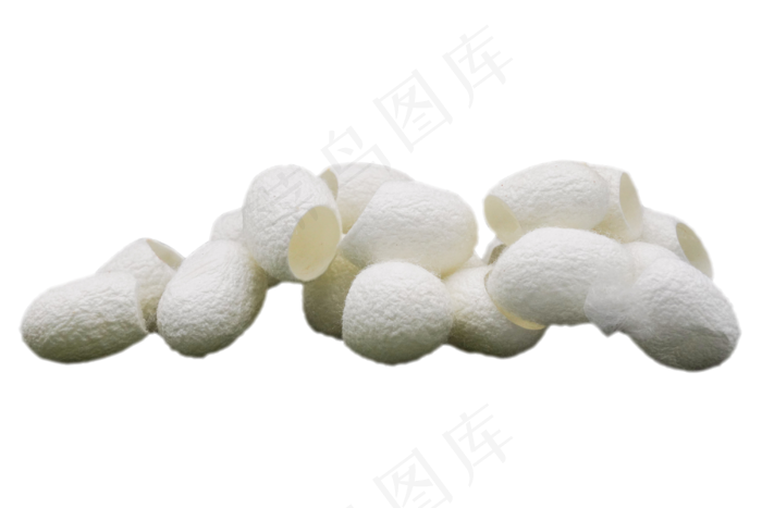 白色蚕茧蚕壳,免抠元素(2998*2000px 300 dpi )