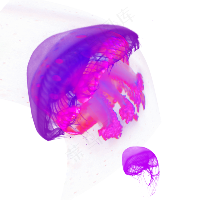 紫色海洋水母元素,免抠元素(2000*2000px 300 dpi )psd模版下载