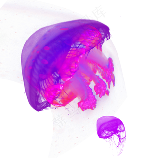 紫色海洋水母元素,免抠元素