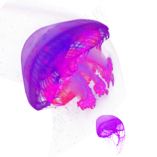 紫色海洋水母元素,免抠元素