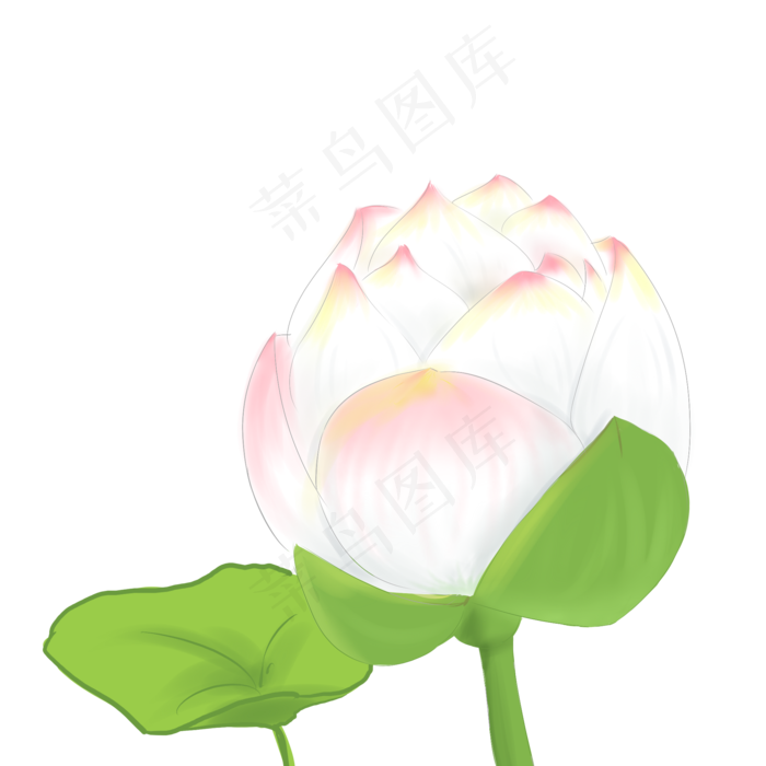 粉色的荷花装饰插画