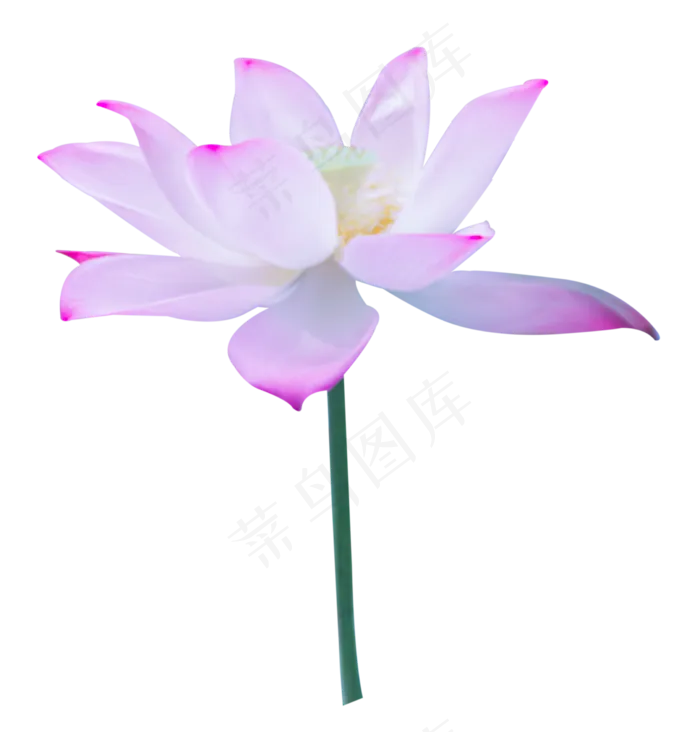 一朵荷花(2558X2674(DPI:300))psd模版下载