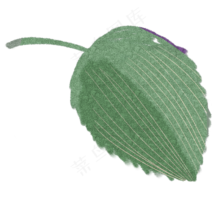 绿叶自然枝叶植物