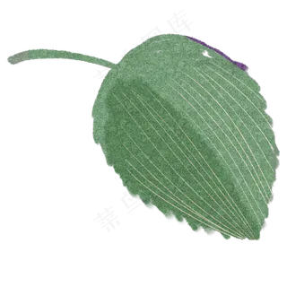 绿叶自然枝叶植物