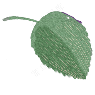 绿叶自然枝叶植物