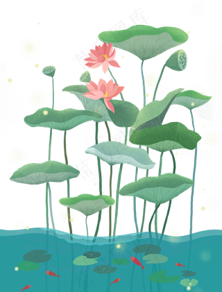 荷花植物