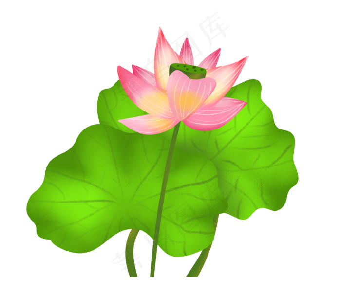 夏季节气荷花荷叶  