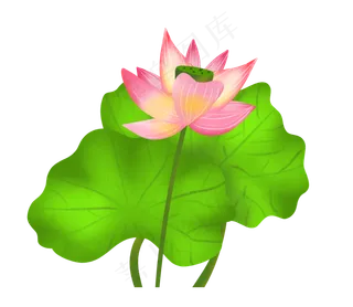 夏季节气荷花荷叶  