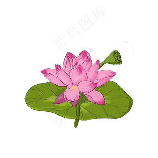 荷花夏季莲蓬莲花荷花