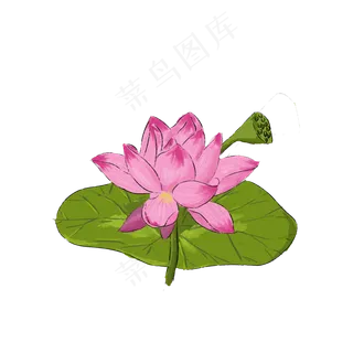 荷花夏季莲蓬莲花荷花