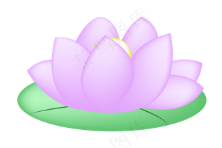 漂亮紫色荷花插图