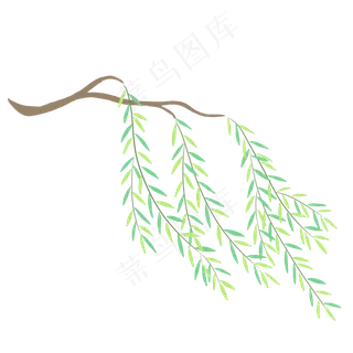 柳树枝和柳叶PNG