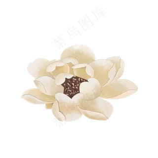 复古手绘荷花写实设计