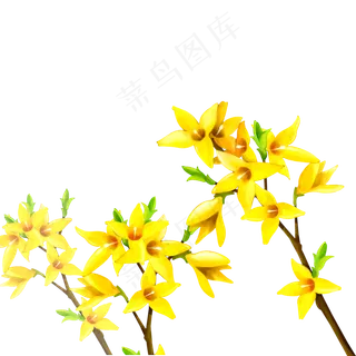 黄色的花朵植物装饰