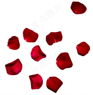 红玫瑰花瓣