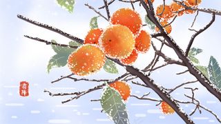 二十四节气霜降柿子