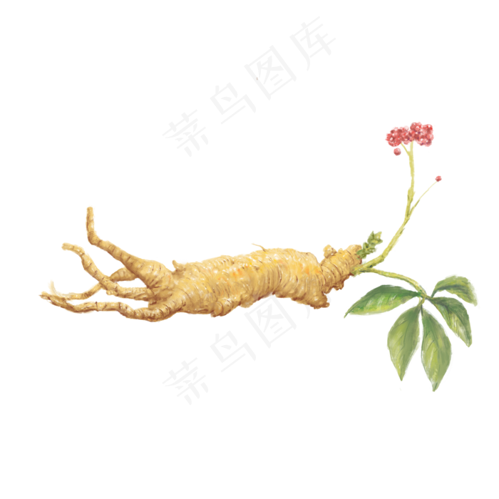 滋补养生千年人参,免抠元素(2000*2000px 300 dpi )psd模版下载