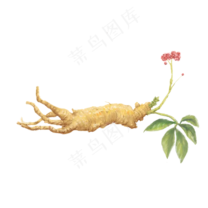 滋补养生千年人参,免抠元素(2000*2000px 300 dpi )psd模版下载