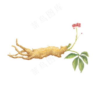 滋补养生千年人参,免抠元素