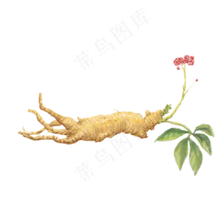 滋补养生千年人参,免抠元素
