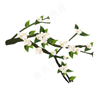 漂亮茉莉花花朵