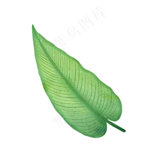 手绘自然树叶绿色植物叶子 手绘自然树叶绿色植物叶子