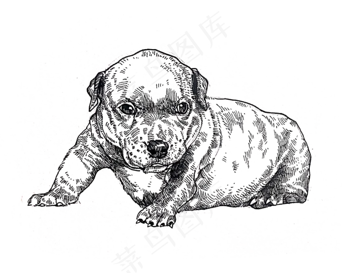 黑白线条手绘小狗装饰图,免抠元素(2500*2000px 300 dpi )psd模版下载