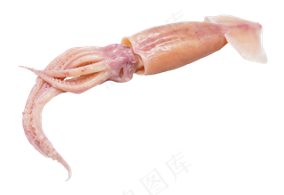 鲜活鱿鱼,免抠元素