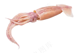 鲜活鱿鱼,免抠元素