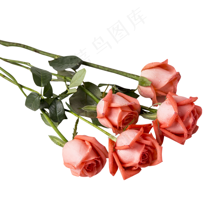 粉色玫瑰花,免抠元素(2000*2000px 300 dpi )psd模版下载