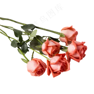 粉色玫瑰花,免抠元素 粉色玫瑰花,免抠元素