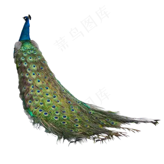 漂亮羽毛的孔雀,免抠元素