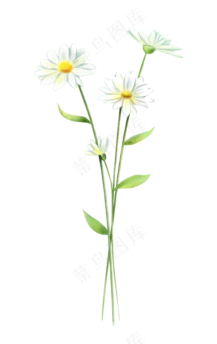 花卉雏菊水彩风格(2000X3168(DPI:300))psd模版下载