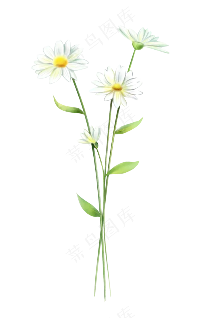 花卉雏菊水彩风格(2000X3168(DPI:300))psd模版下载