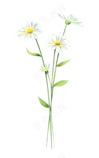 花卉雏菊水彩风格