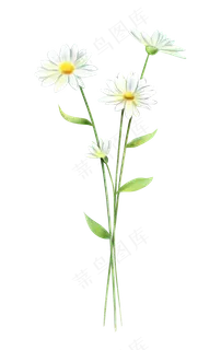 花卉雏菊水彩风格 花卉雏菊水彩风格