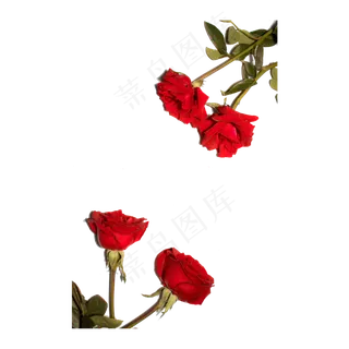 玫瑰花（png免抠）