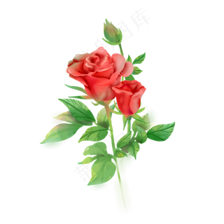 水彩红玫瑰花朵
