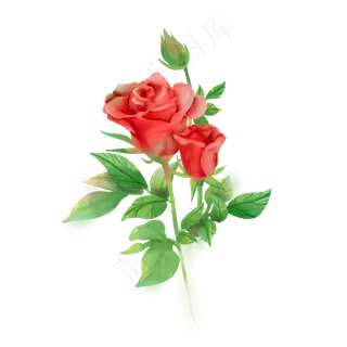 水彩红玫瑰花朵