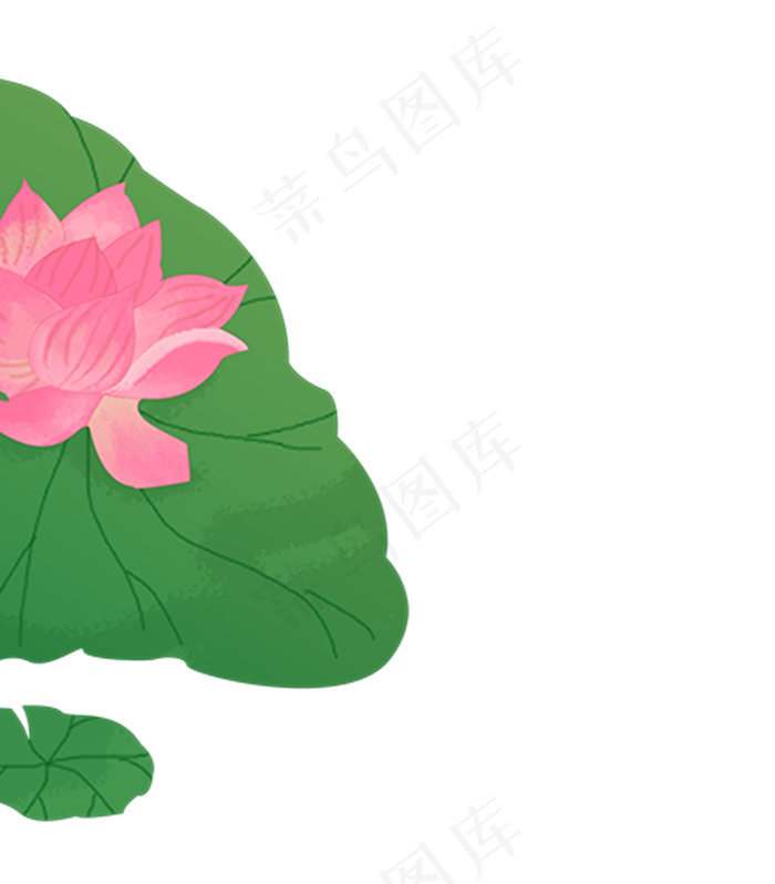 植物荷花荷叶