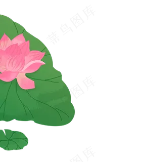植物荷花荷叶