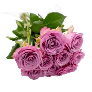 一束紫色玫瑰花